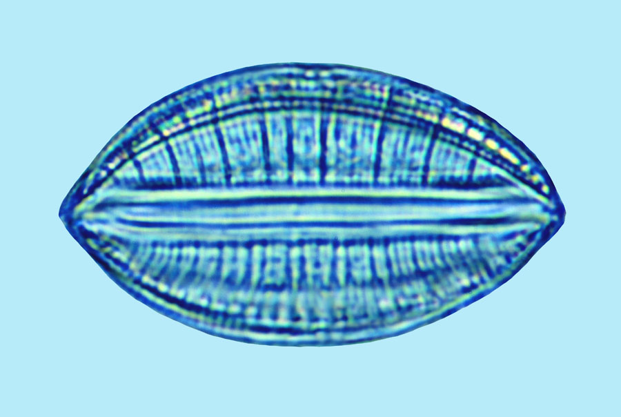 Saumatdeux Rhopalodia brebissonii