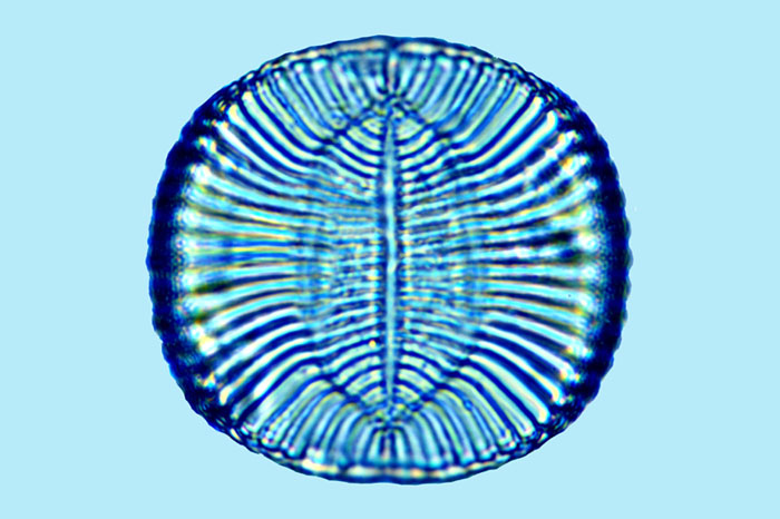 Mediolittoral Campylodiscus impressus