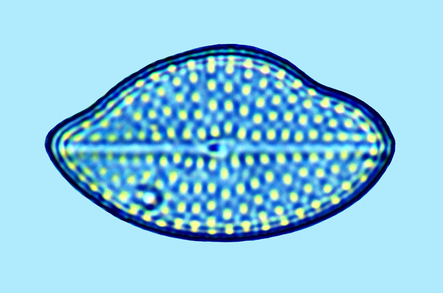 Mediolittoral Cocconeis guttata