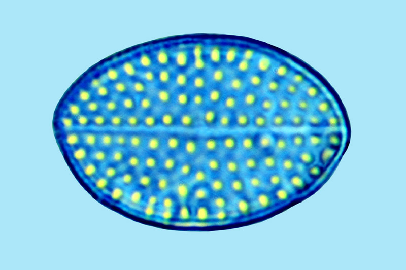 Mediolittoral Cocconeis guttata