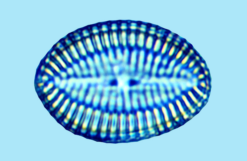 Mediolittoral Cocconeis ornata