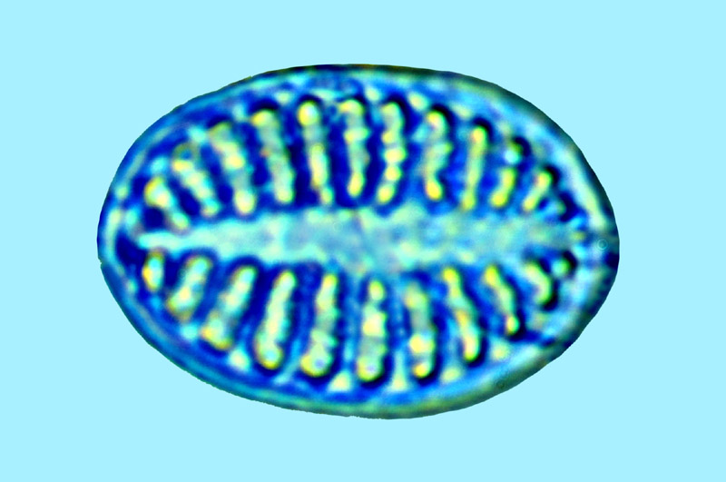 Mediolittoral Cocconeis pinnata