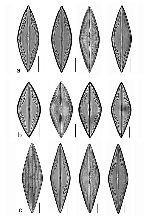 Plate 10