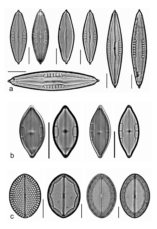 Plate 11