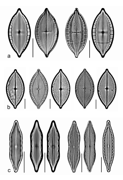 Plate 12