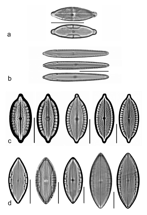 Plate 13