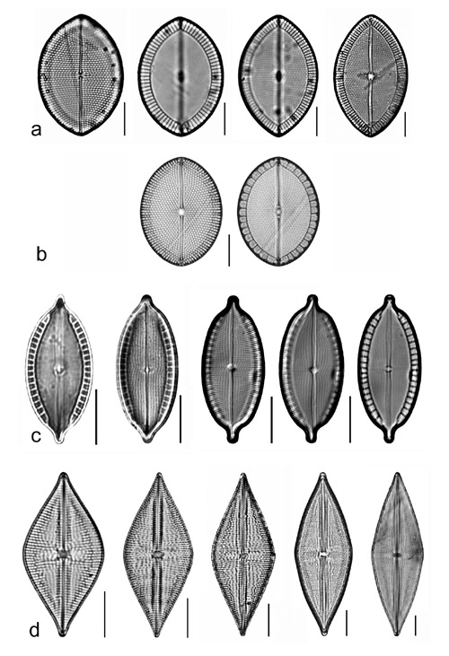 Plate 14