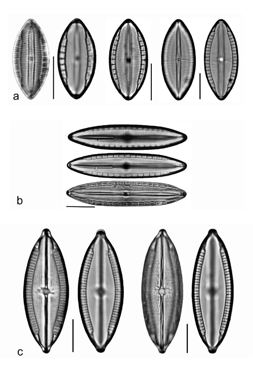 Plate 15