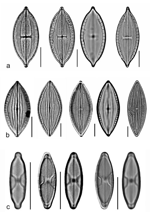 Plate 16