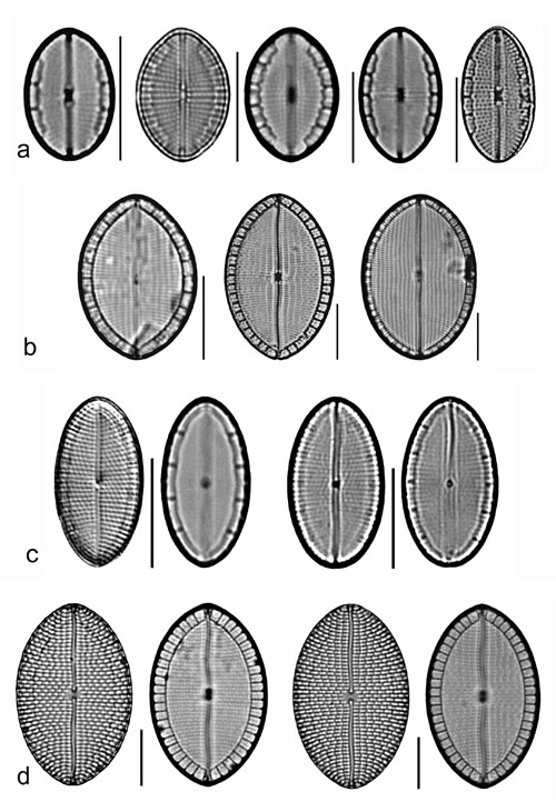 Plate 17