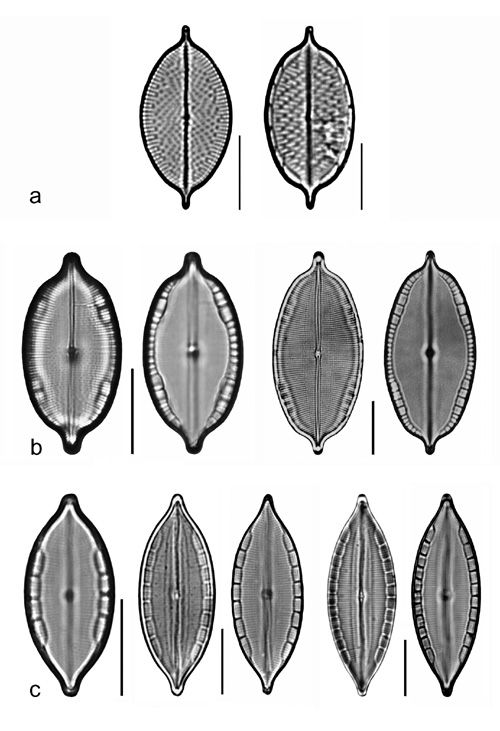 Plate 18