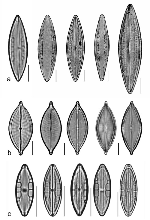 Plate 19