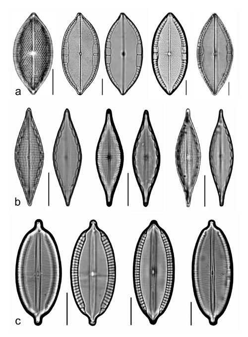 Plate 2