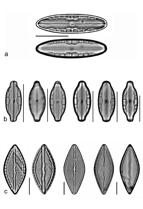 Plate 20