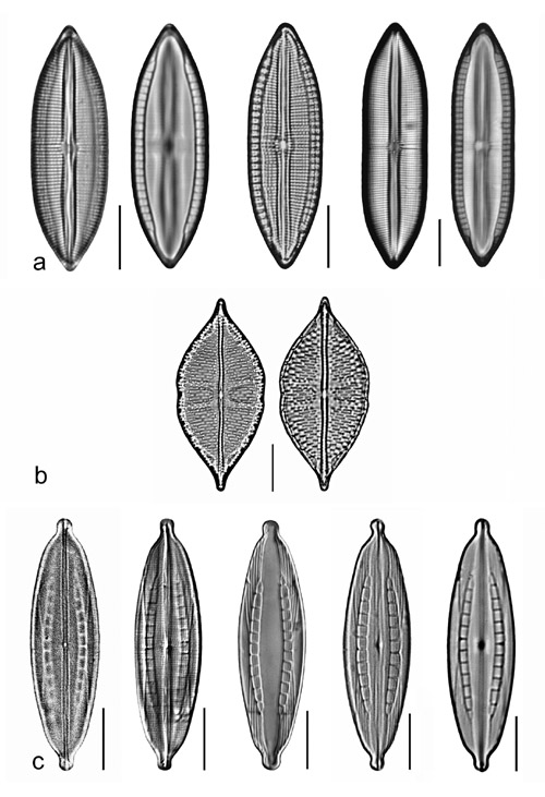 Plate 21