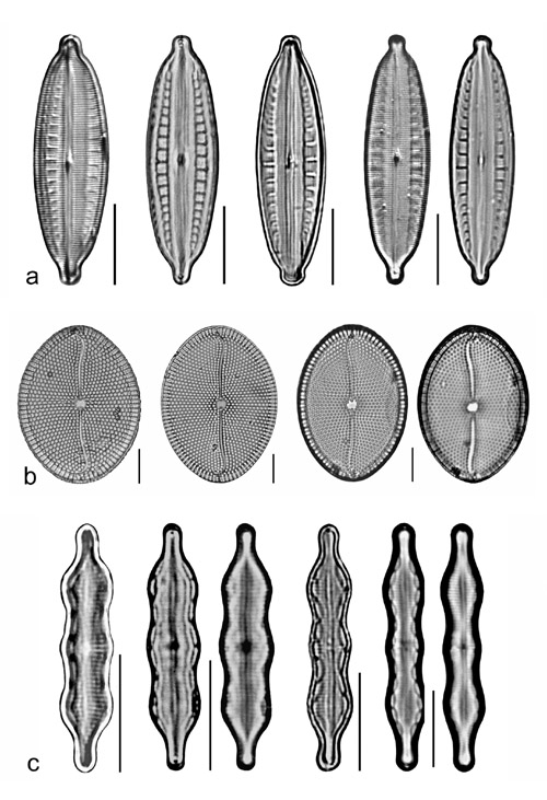 Plate 22