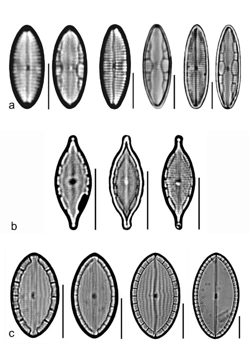 Plate 24