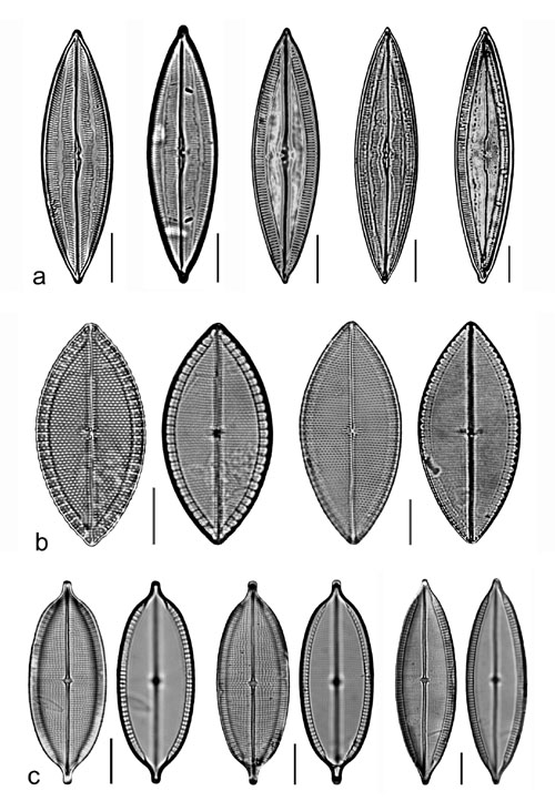 Plate 25