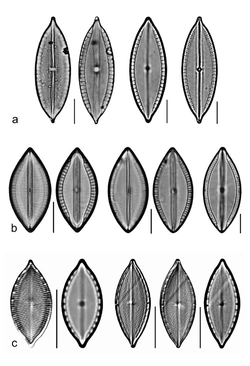 Plate 26