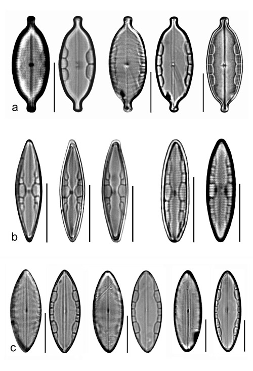 Plate 27