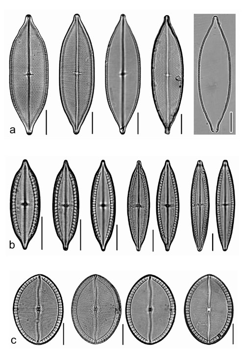 Plate 28