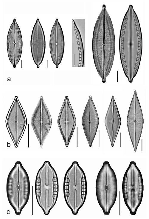 Plate 29