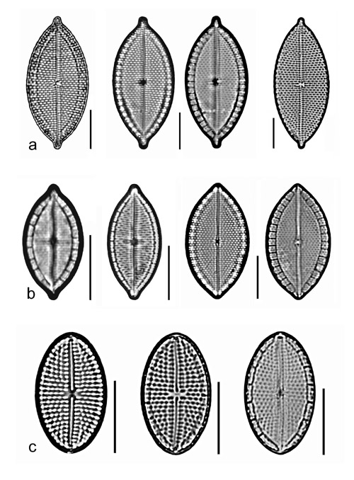 plate 3