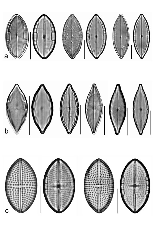 Plate 30