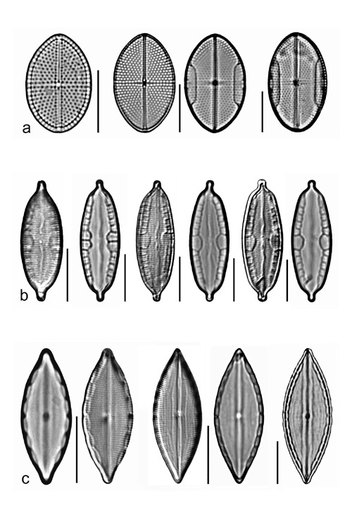 Plate 4