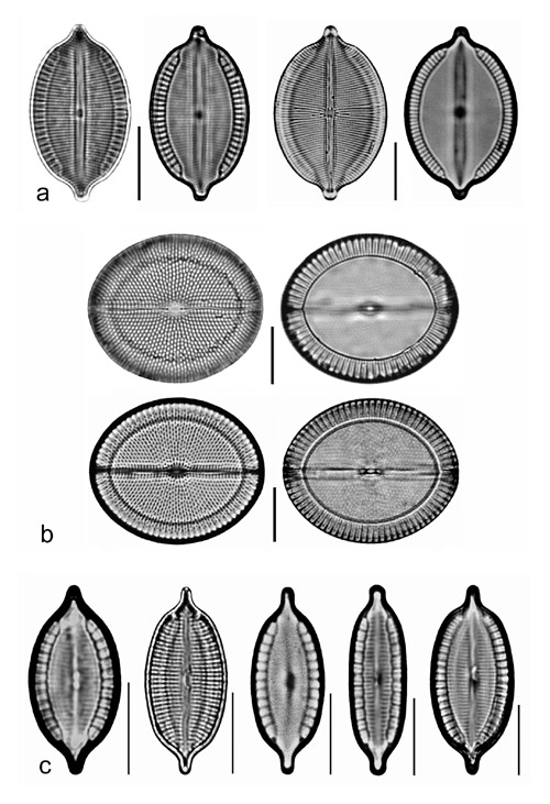 Plate 5