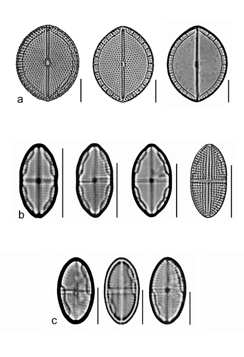 Plate 6