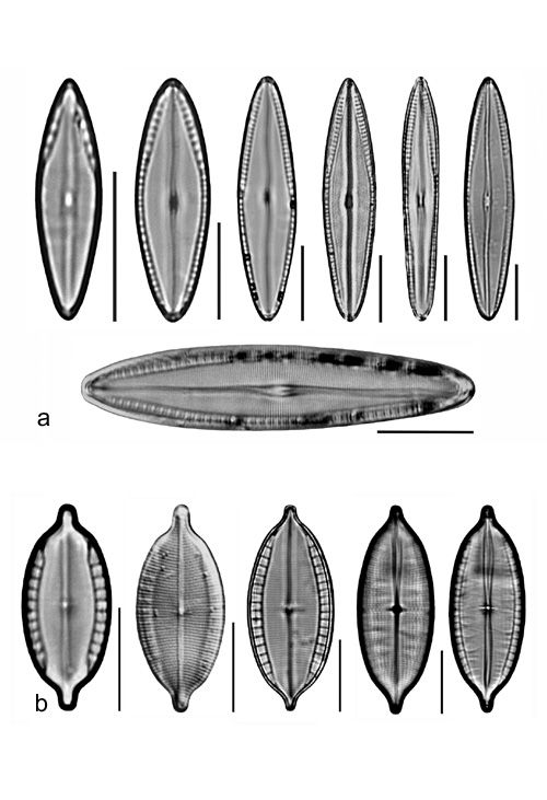 Plate 7