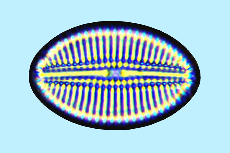 Mediolittoral Diploneis smithii var pumila