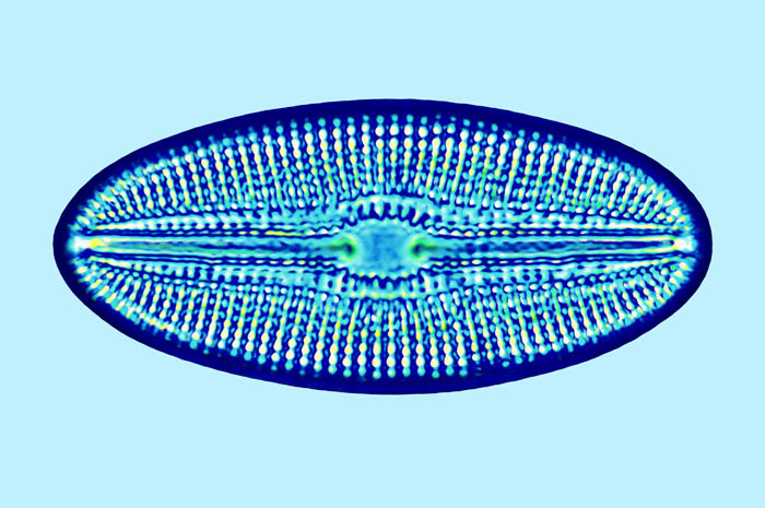 Mediolittoral Diploneis vacillanss