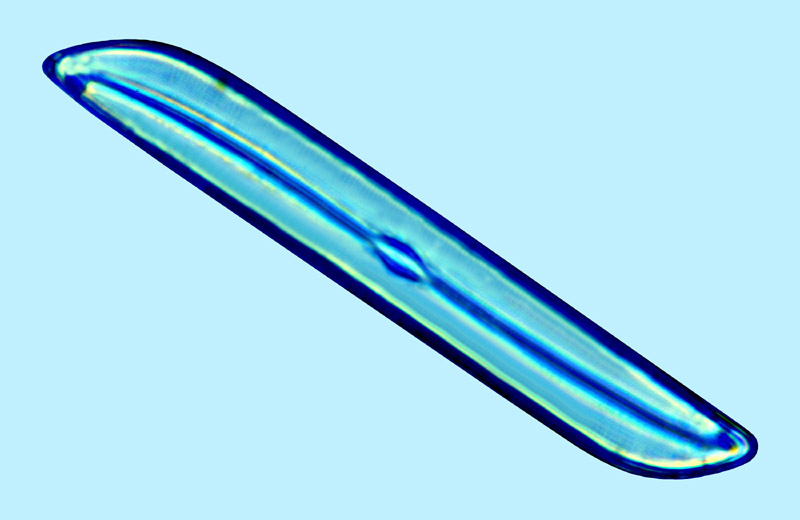 Mediolittoral Gyrosigma diminutum