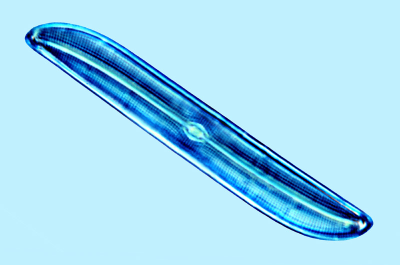 Mediolittoral Gyrosigma diminutum