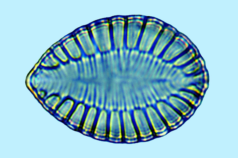 Saumatdeux Surirella brightwellii