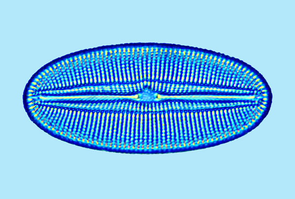 Mediolittoral Diploneis fusca