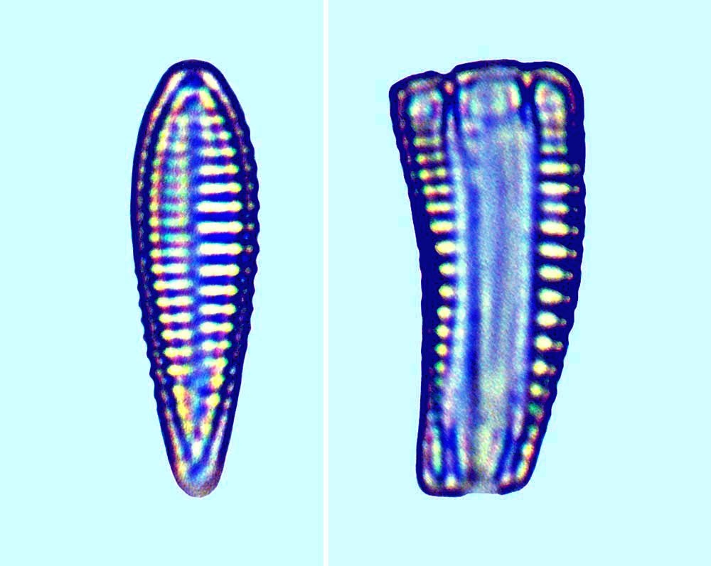 Rhoicosphaenia curvata