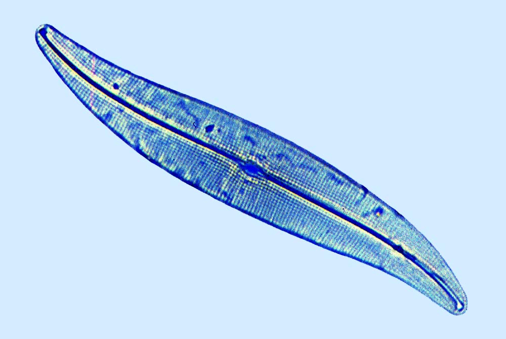Gyrosigma acuminatum