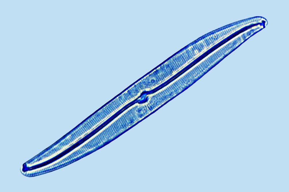 Gyrosigma nodiferum