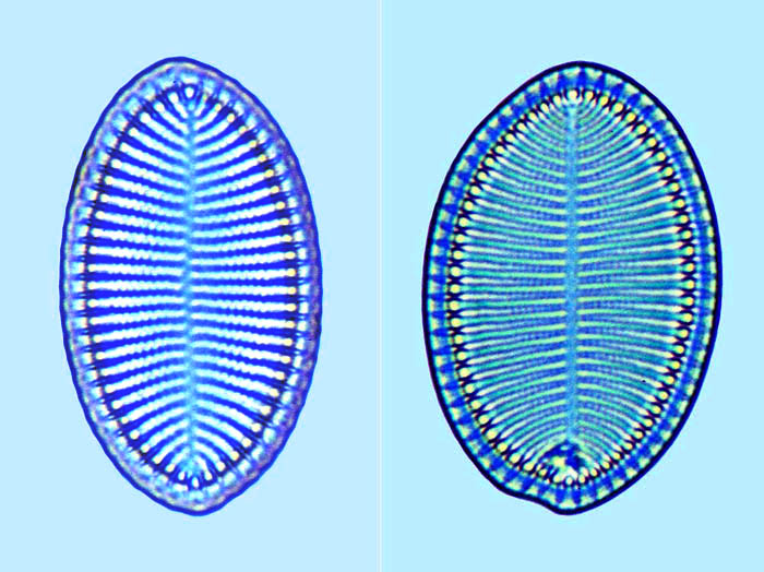 Cocconeis britannica