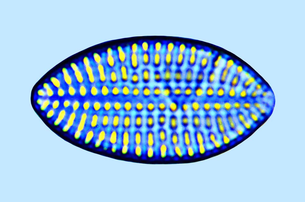 Cocconeis disculoides