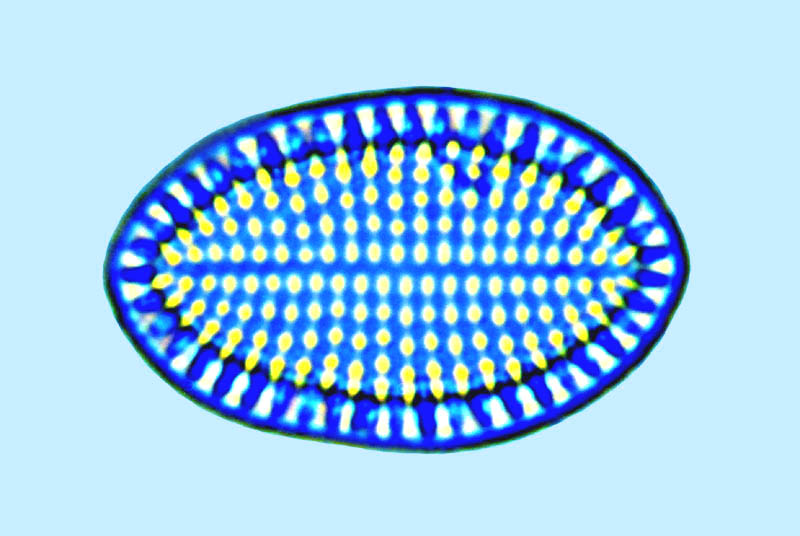 Cocconeis scutellum var; parva