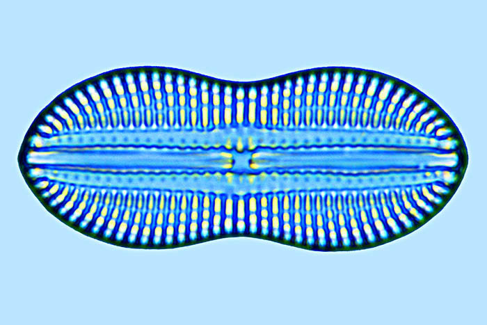 Diploneis chersonensis