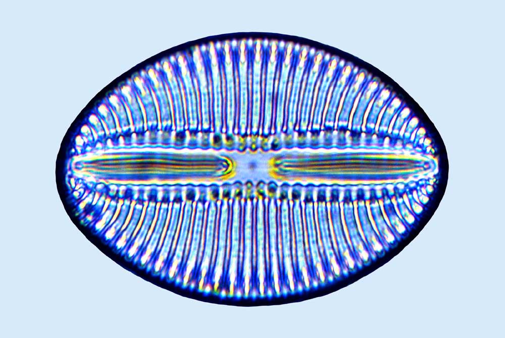 Diploneis suborbicularis