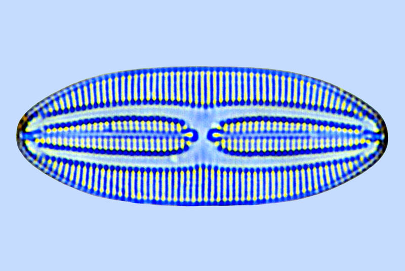 Fallacia forcipata