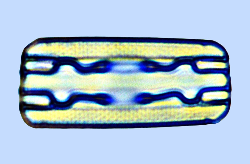 Grammatophora oceanica