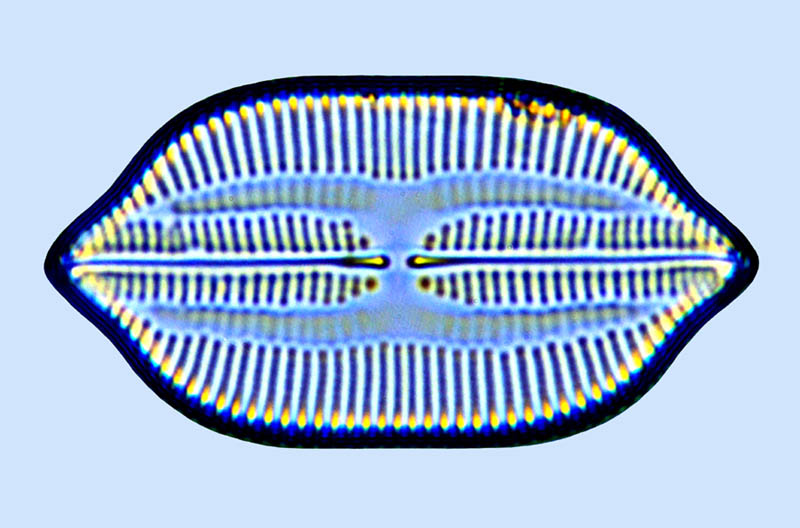 Lyrella clavata var cariboea