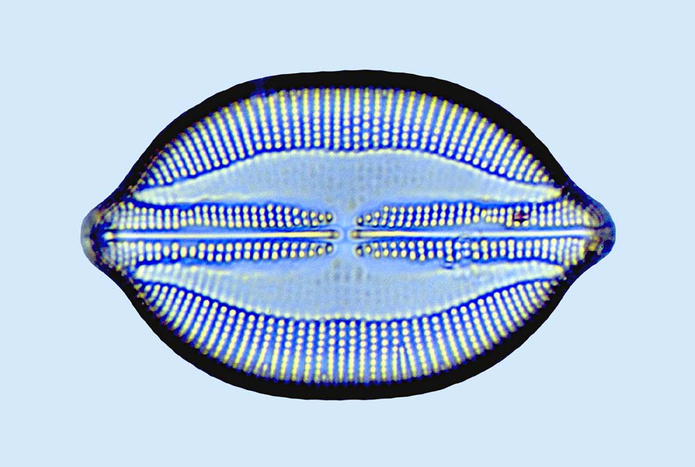 Lyrella clavata